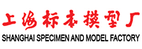 上海标本